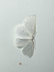 Protitame virginalis