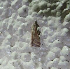 Microtheoris ophionalis