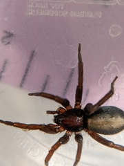 Herpyllus propinquus