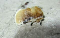 Megalopyge opercularis