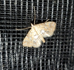 Elophila icciusalis
