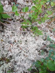 Cladonia rangiferina