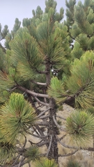 Pinus hartwegii