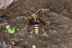 Gyrostoma
