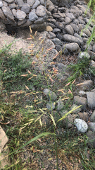 Sorghum halepense