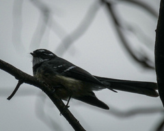 Rhipidura albiscapa