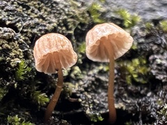 Mycena corticola