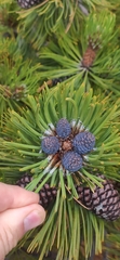 Pinus hartwegii