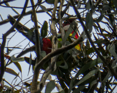 Platycercus eximius