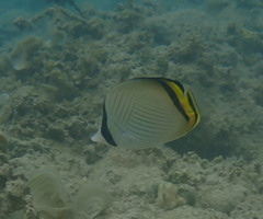 Chaetodon vagabundus