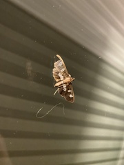 Desmia funeralis