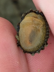 Siphonaria australis