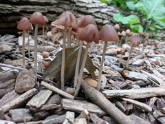 Psathyrella atrospora