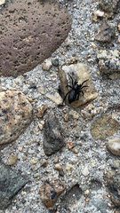 Zelotes