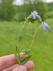 Veronica prostrata
