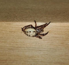 Larinioides cornutus