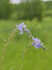 Veronica prostrata