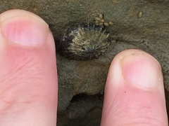 Siphonaria australis