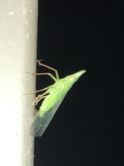 Rhynchomitra
