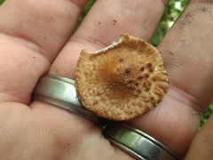 Verrucosporaceae