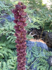 Pterospora andromedea
