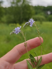 Veronica prostrata