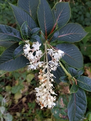 Clethra barbinervis