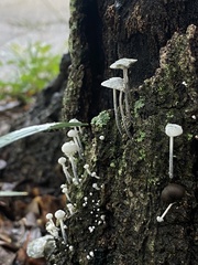 Marasmiellus candidus