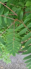 Sorbus americana
