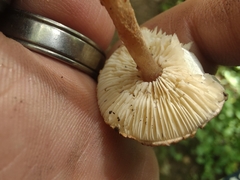 Verrucosporaceae
