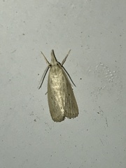 Diatraea lisetta