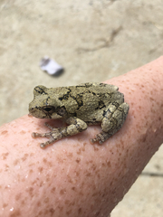 Hyla