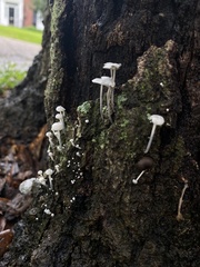 Marasmiellus candidus