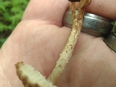 Verrucosporaceae