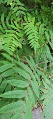 Sorbus americana