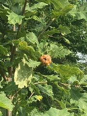 Andricus quercusstrobilanus