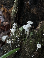 Marasmiellus candidus