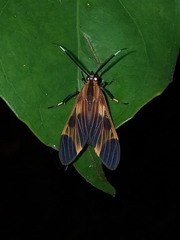 Dycladia