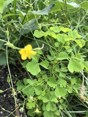 Oxalis stricta