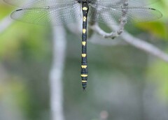 Cordulegaster dorsalis