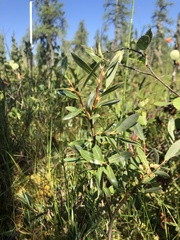 Salix pedicellaris