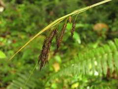 Carex pichinchensis