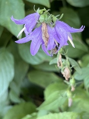 Campanula rapunculoides