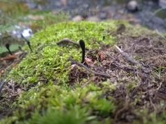 Geoglossum