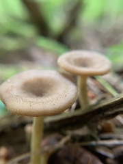Tricholoma