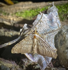 Leptostales pannaria