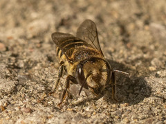 Eutricharaea