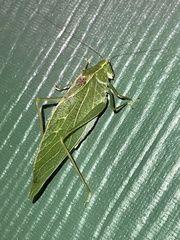 Microcentrum retinerve