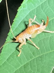 Camptonotus carolinensis