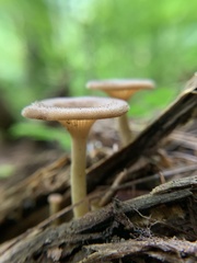 Tricholoma